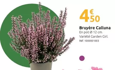 Bruyère Calluna offre à 4,5€ sur Mr Bricolage