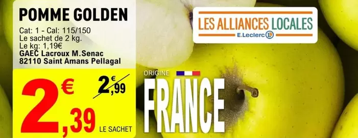 Cat - Pomme Golden