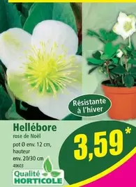 Hellébore offre à 3,59€ sur Norma