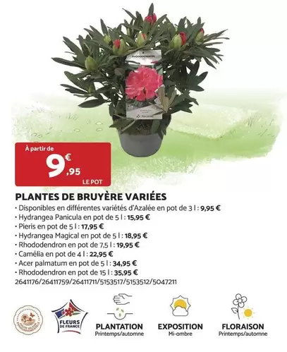 Acer - Plantes De Bruyère Varières