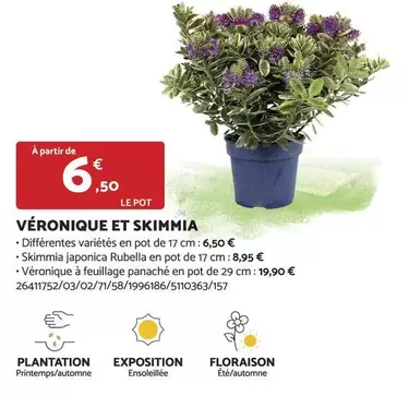 Véronique Et Skimmia