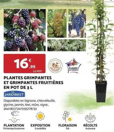 JardiBest : Plantes Grimpantes et Fruitières en Pot de 3 L - Idéales pour embellir votre jardin !