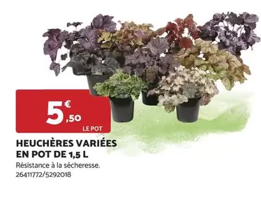 Heuchères Variées En Pot De 1,5 L