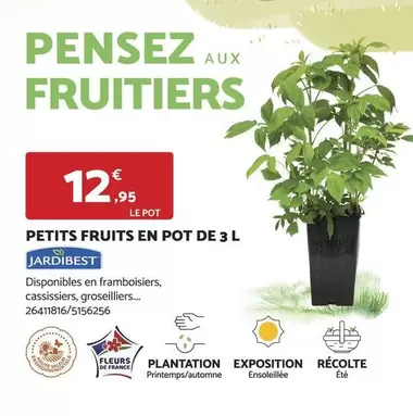 Jardibest - Petits Fruits En Pot De 3 L