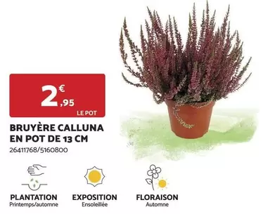 Bruyère Calluna En Pot De 13 Cm