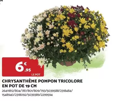 Chrysanthème Pompon Tricolore En Pot De 19 Cm