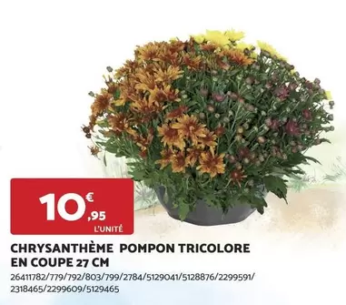 Chrysanthème Pompon Tricolore En Coupe 27 Cm