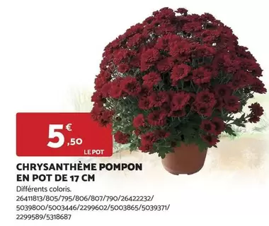 Chrysanthème Pompon En Pot De 17 Cm