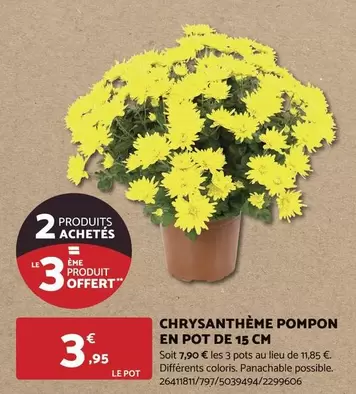 Chrysanthème Pompon En Pot De 15 Cm