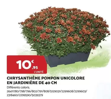 Chrysanthème Pompon Unicolore en Jardinière 40 cm - Élégance florale pour embellir votre espace