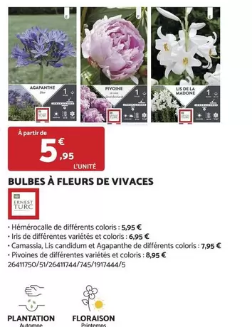 Bulbes À Fleurs De Vivaces