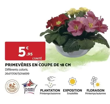 Primevères En Coupe De