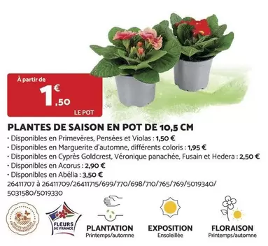 Floraison - Plantes De Saison En Pot De 10.5 Cm