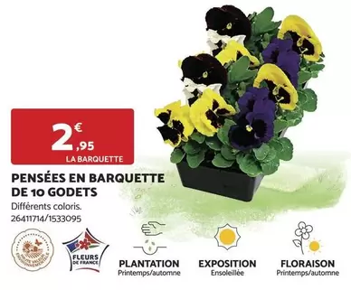 Floraison - Pensées En Barquette De 10 Godets