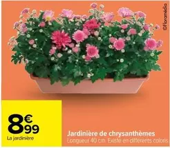 Jardinière De Chrysanthèmes