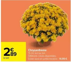 Jumbo - Chrysanthème