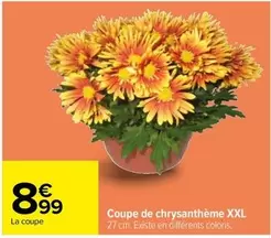 coupe de chrysanthème xxl