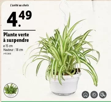 Plante Verte À Suspendre