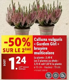 Calluna Vulgaris Garden Girl Bruyère Multicolore