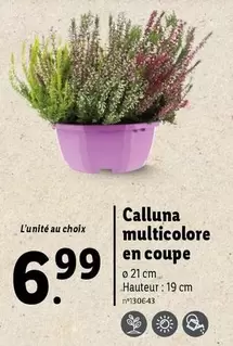 Calluna Multicolore En Coupe