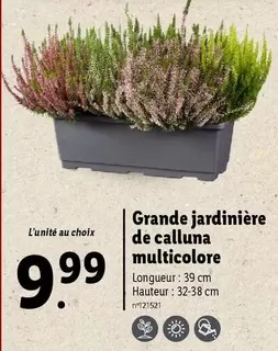 Grande Jardinière De Calluna Multicolore