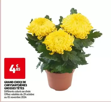 Grand Choix De Chrysanthèmes Grosses Têtes