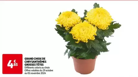 Grand Choix De Chrysanthenes Grosses Tetes