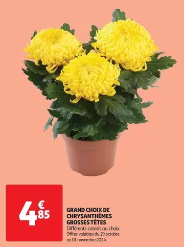 Grand Choix De Chrysanthèmes Grosses Tetes