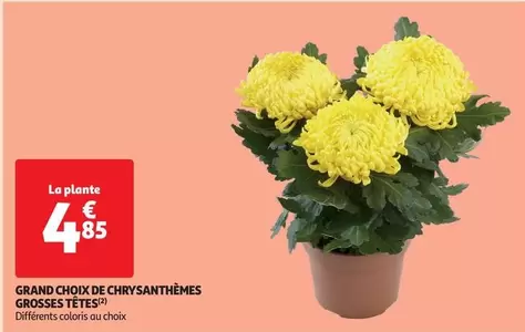 Grand Choix De Chrysanthèmes Grosses Têtes