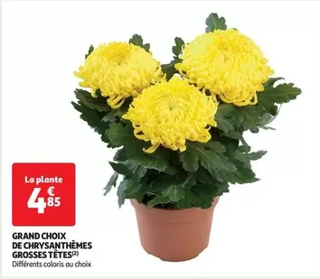 Grand Choix De Chrysanthèmes Grosses Têtes