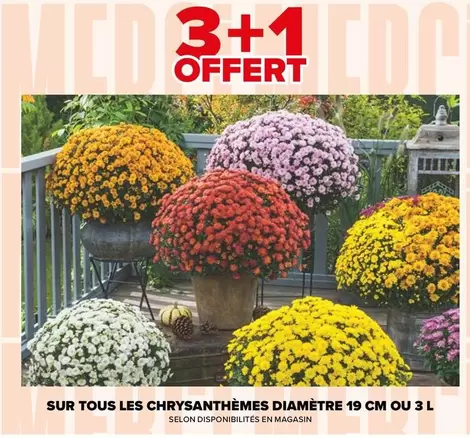 TOUS - Chrysanthèmes Diamètre