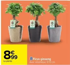 Ficus Ginseng