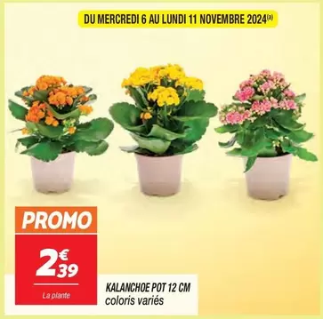 Promo - Kalanchoe Pot 12 Cm