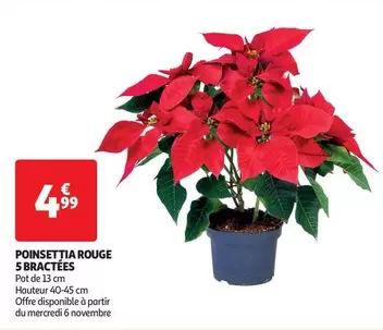 Poinsettia Rouge 5 Bractées