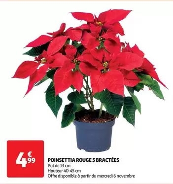 Poinsettia Rouge 5 Bractées