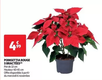 Poinsettia Rouge 5 Bractées