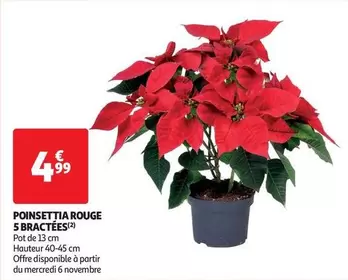 Poinsettia Rouge 5 Bractées