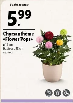 Chyrsanthème <<Flower Pops>>  offre à 5,99€ sur Lidl