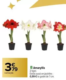 Amaryllis