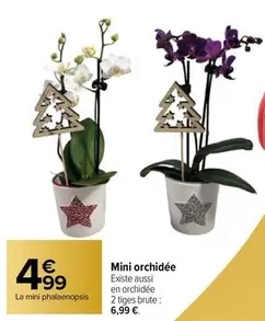 mini orchidée