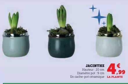 Jacinthe offre à 4,99€ sur Super U