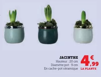 Jacinthe offre à 4,99€ sur U Express