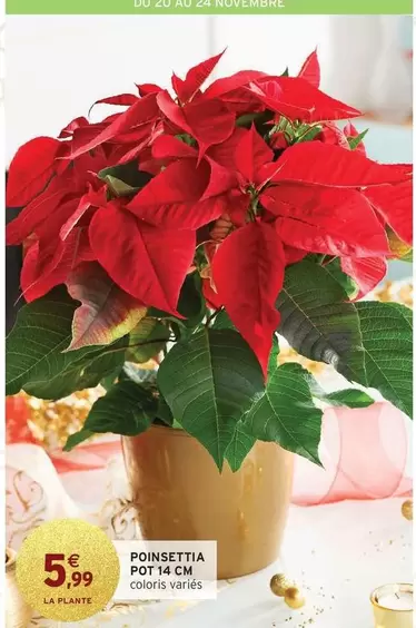 Poinsettia Pot 14 Cm offre à 5,99€ sur Intermarché