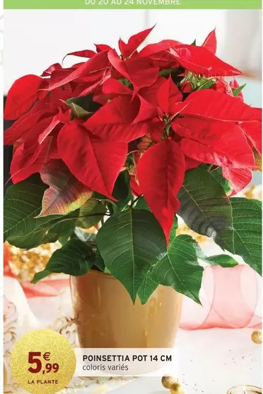 Poinsettia Pot 14 Cm offre à 5,99€ sur Intermarché Hyper