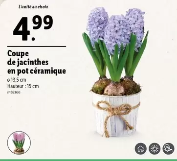 Coupe De Jacinthes En Pot Céramique offre à 4,99€ sur Lidl