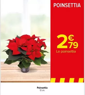 Poinsettia offre à 2,79€ sur Carrefour