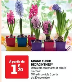 Grand Choix De Jacinthes offre à 1,2€ sur Auchan Supermarché