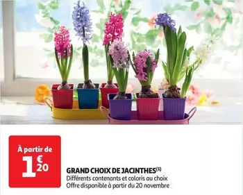 Grand Choix De Jacinthes offre à 1,2€ sur Auchan Supermarché