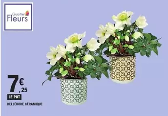 Hellebore Céramique offre à 7,25€ sur E.Leclerc