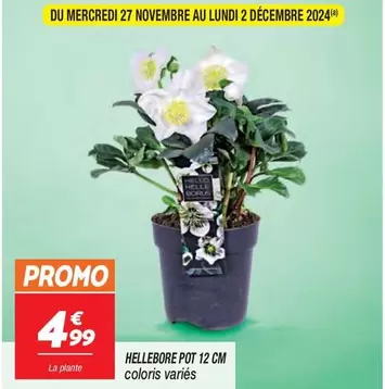 Promo - Hellebore Pot 12 Cm Coloris Variés offre à 4,99€ sur Netto